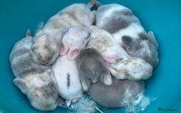 Mini Lop rabbits for sale: Mini Lops & Mini Lion Lops. Separate litters - Image 25