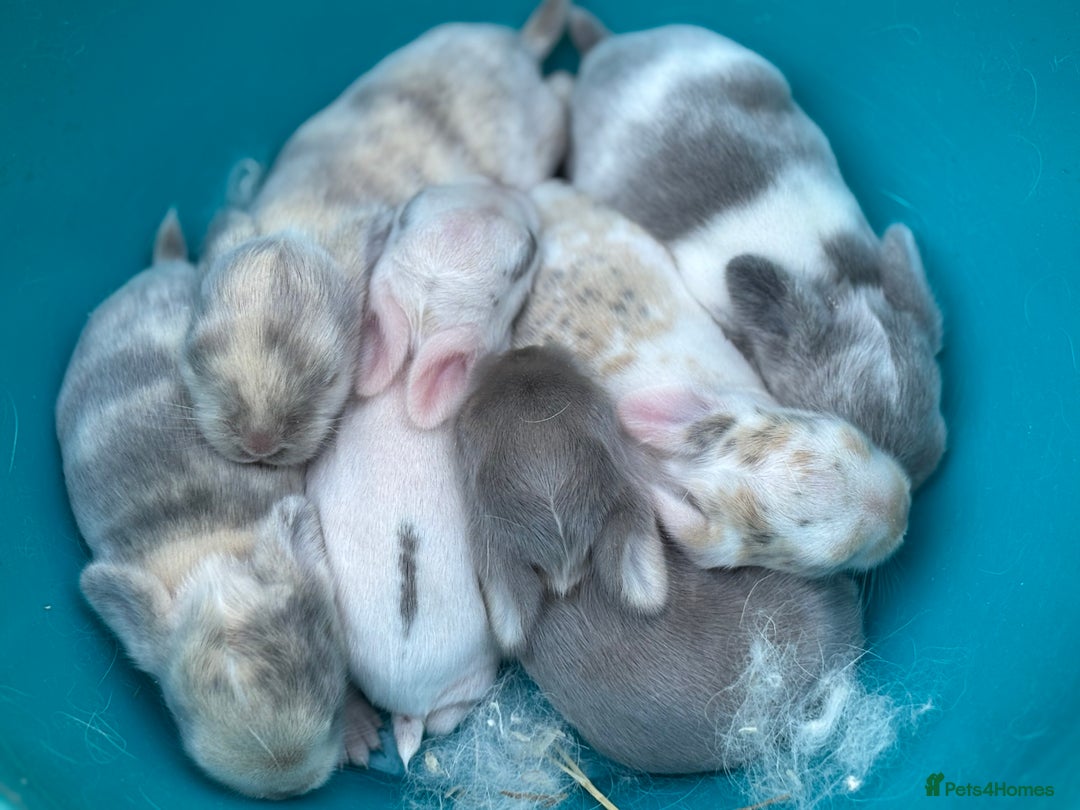 Mini Lop rabbits for sale: Mini Lops & Mini Lion Lops. Separate litters - Image 25