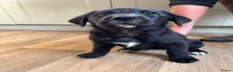 Borador dogs for sale: 2 Black Labrador x Collie puppies (Borador) in Inverness - Advert 4