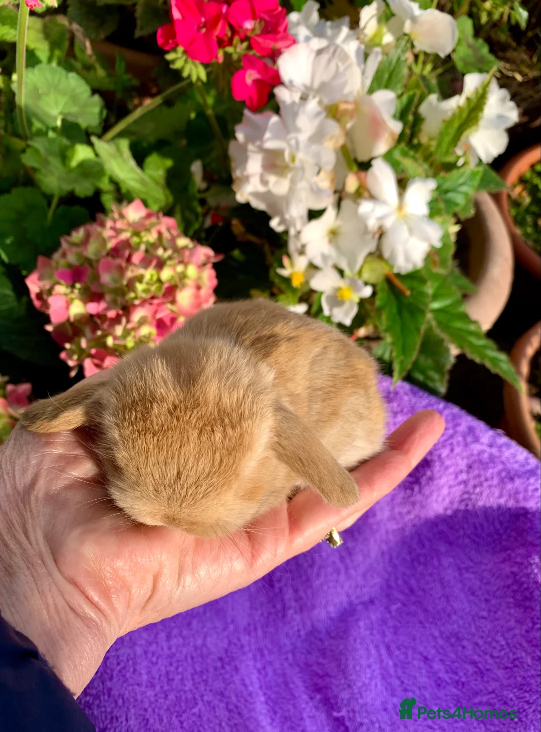 Mini Lop rabbits for sale: Gorgeous purebred baby mini lops ready to reserve - Advert 10