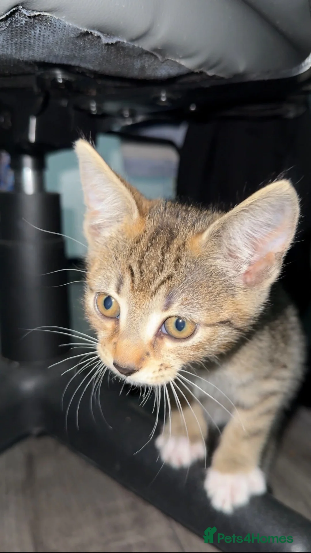 Mixed Breed cats for sale: 9 week old mixed kitten  - Advert 2
