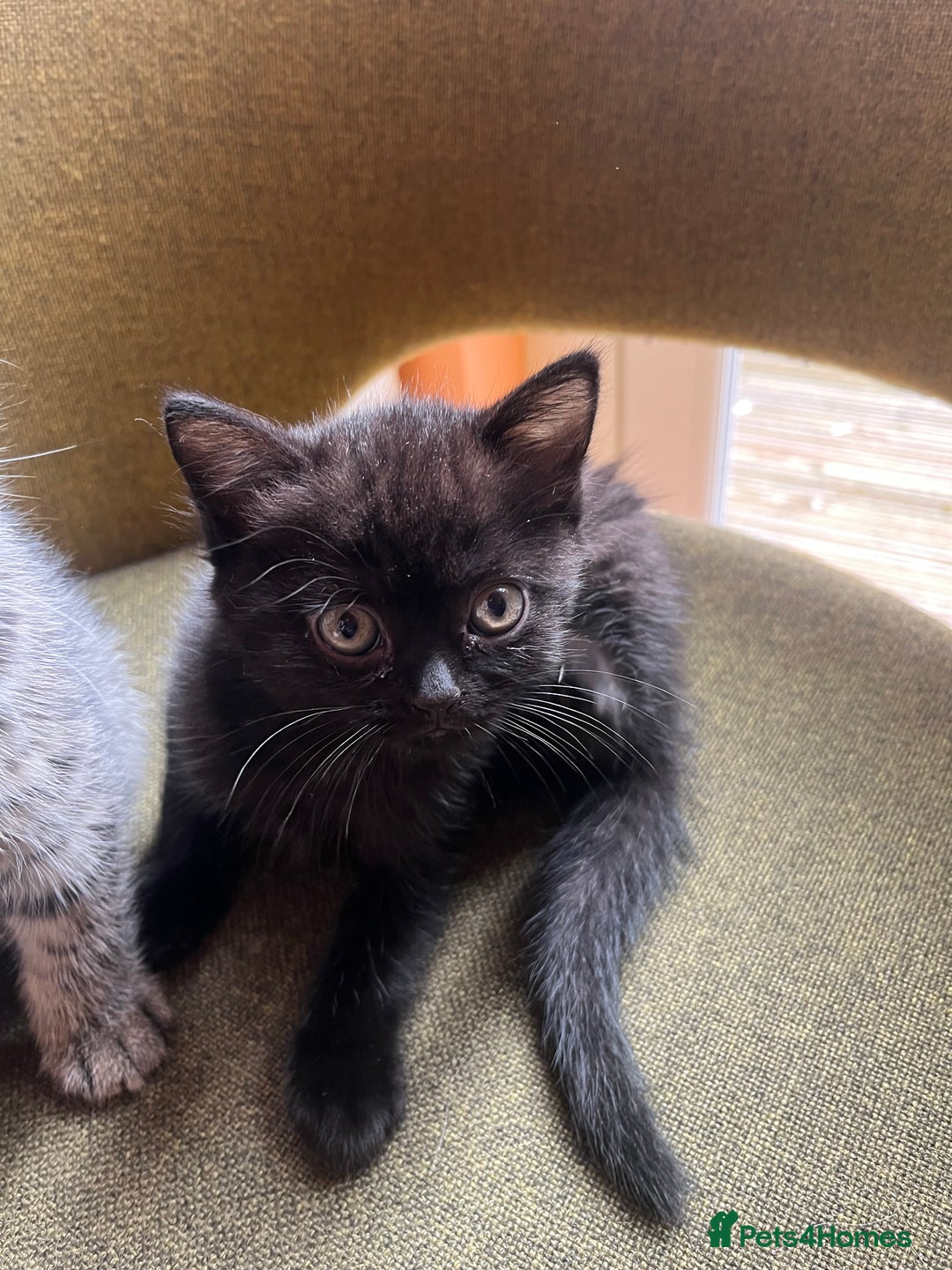 British Shorthair cats for sale: Two beautiful girl cats mum grey short haired  - Image 2