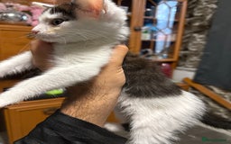 Mixed Breed cats for sale: Kitten £30 - Image 1