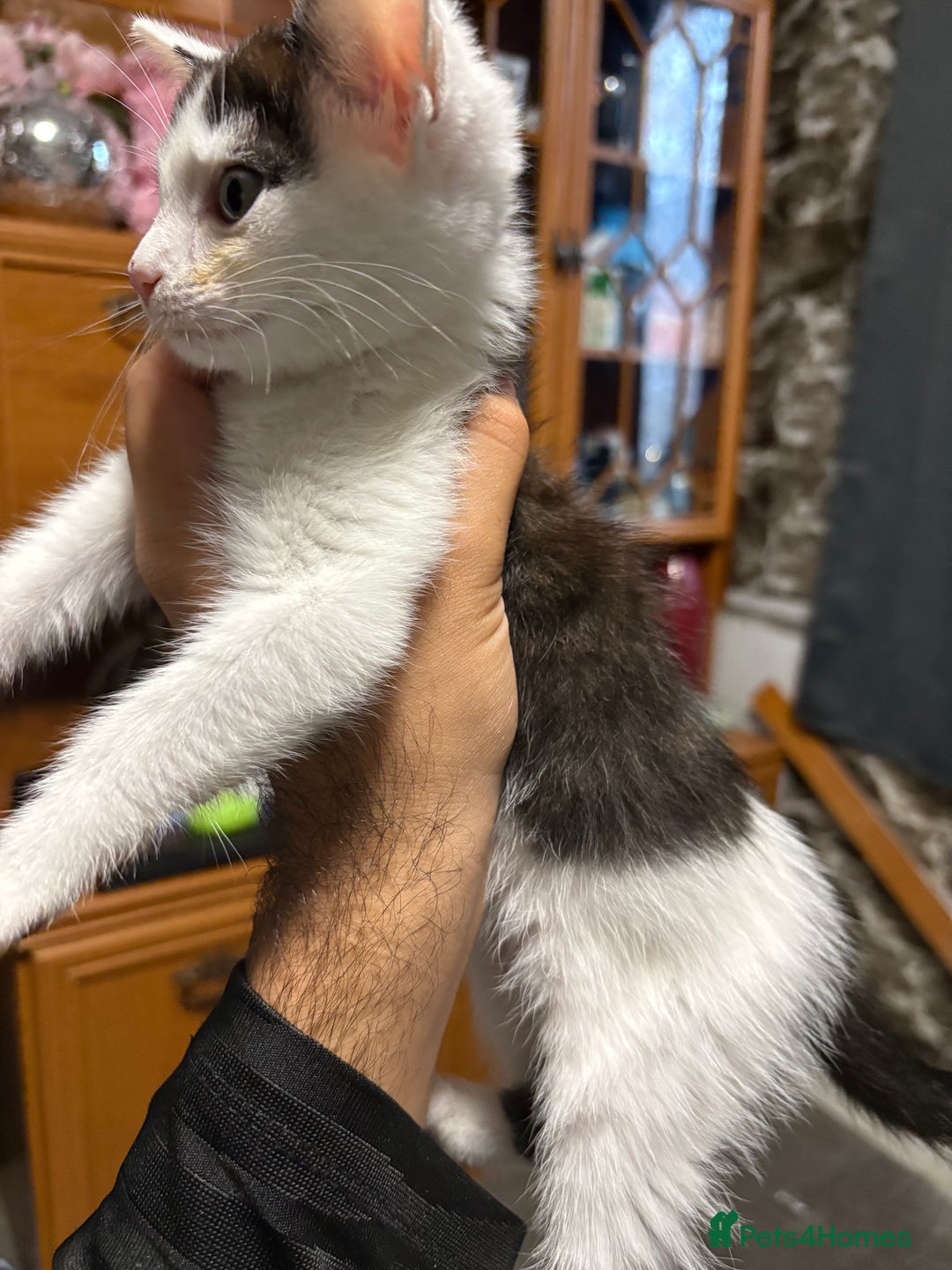 Mixed Breed cats for sale: Kitten £30 - Image 1