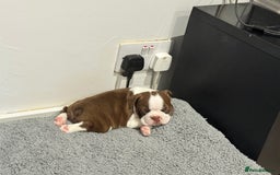 Boston Terrier dogs for sale: Boston Terrier Pups  - Image 4