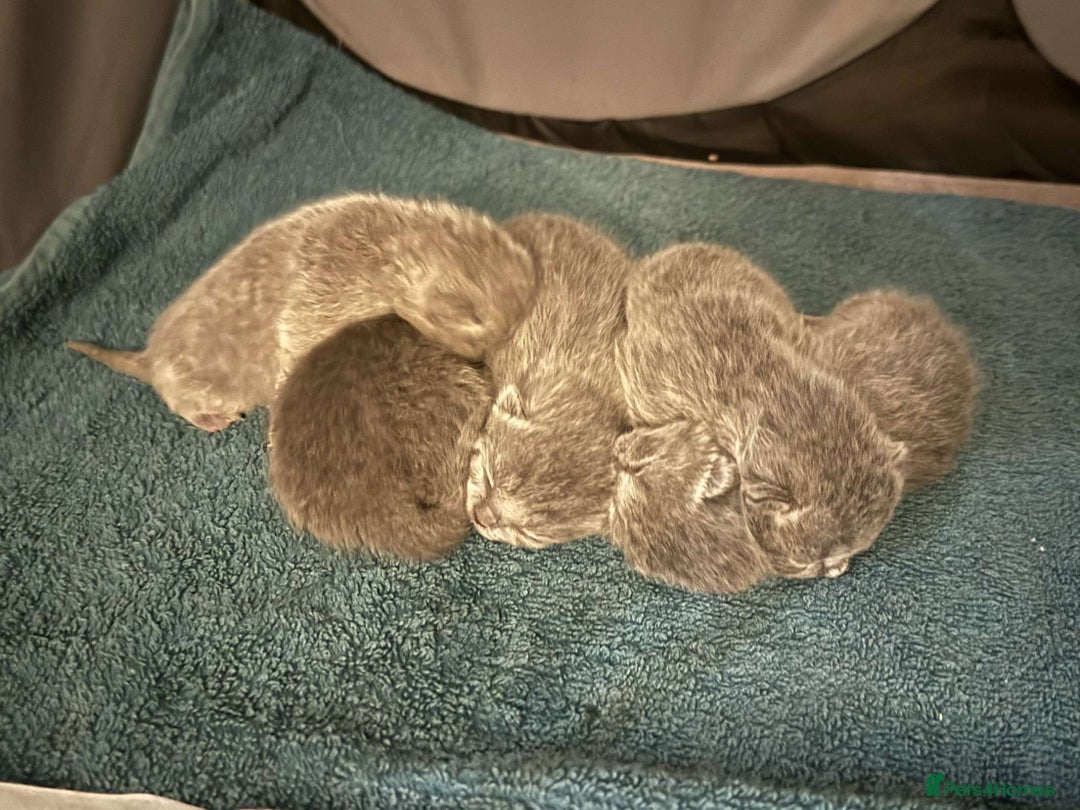 British Shorthair cats for sale: Beautiful British Shorthair kittens for sale😻😻 - Advert 9