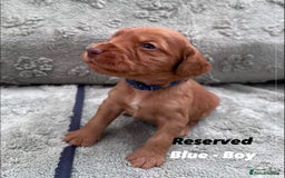 Cocker Spaniel dogs for sale: Beautiful Working Cocker Spaniels WF9 1ET  - Advert 10