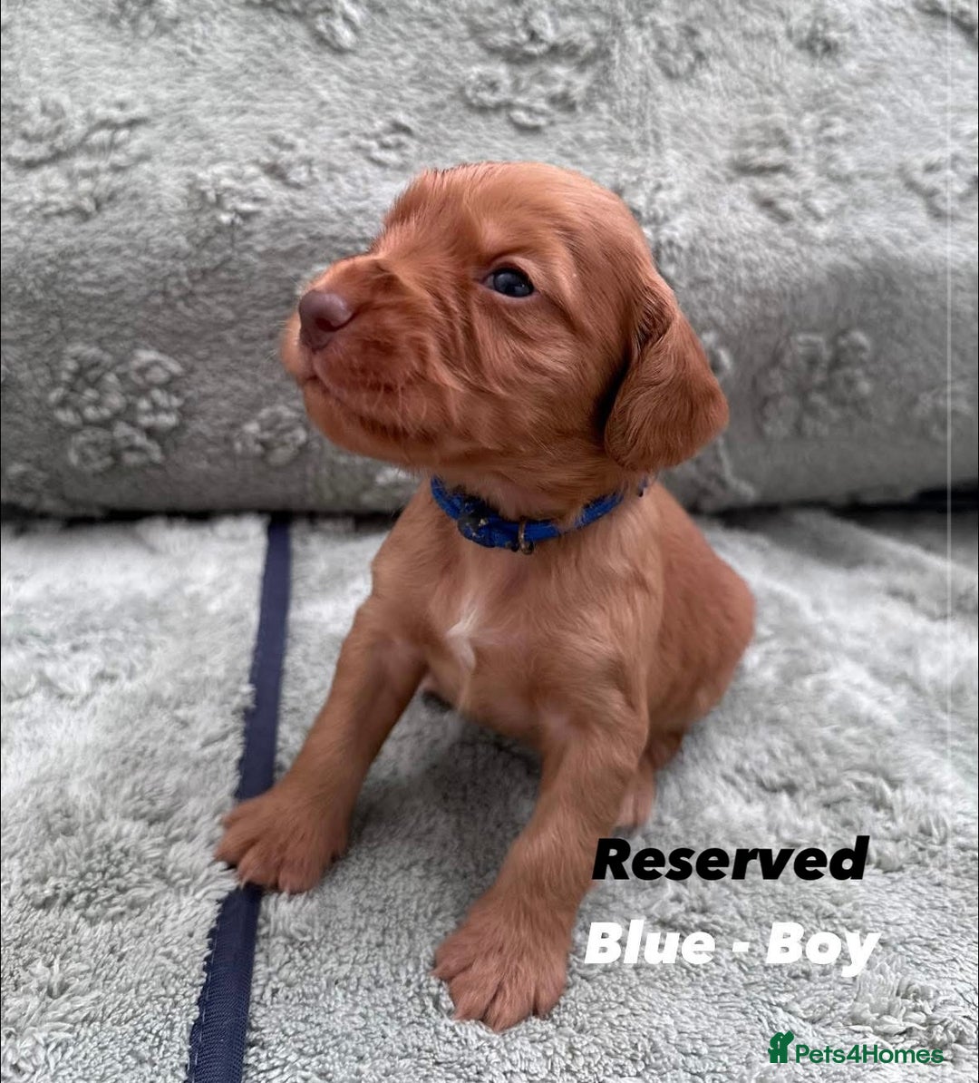 Cocker Spaniel dogs for sale: Beautiful Working Cocker Spaniels WF9 1ET  - Advert 10