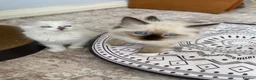 Ragdoll cats for sale:  (1 boy left) TICA REGISTERED, PUREBRED RAGDOLLS - Advert 20