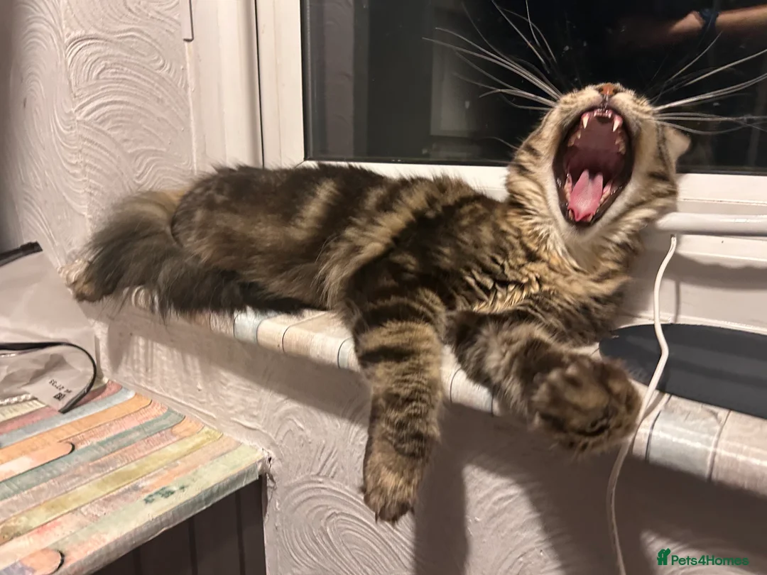 Maine Coon cats for sale: Maine coon female - Advert 6