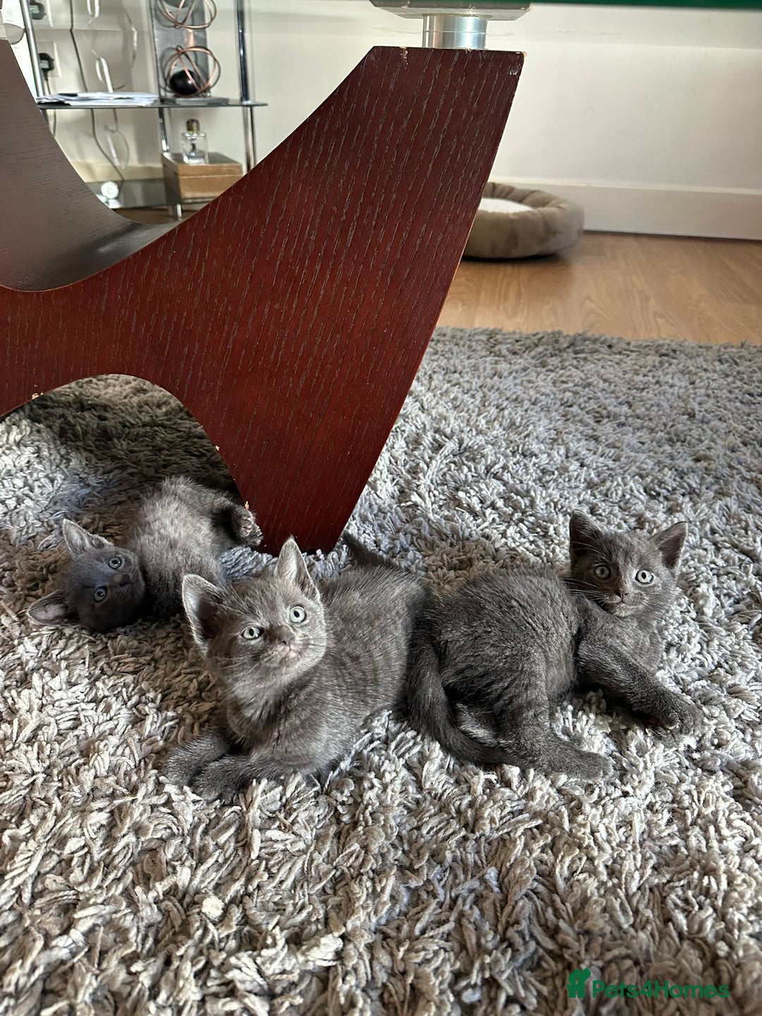 Russian Blue cats for sale: Adorable Silver Grey Russian blue kittens - Image 3