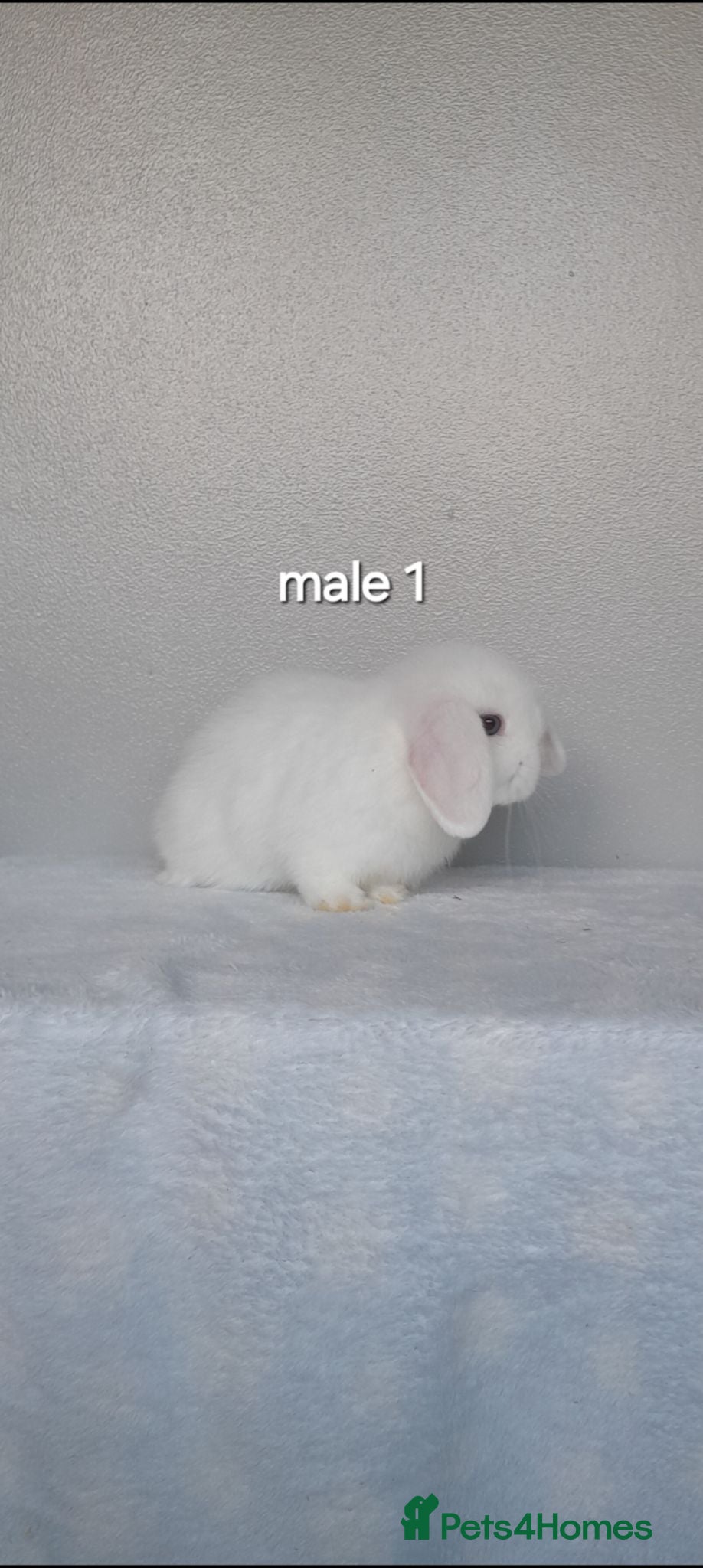 Mini Lop rabbits Purebred mini lop rabbits. Ready now - Advert 2