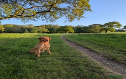Labrador Retriever dogs for sale: Fox red Labrador puppies - Image 7