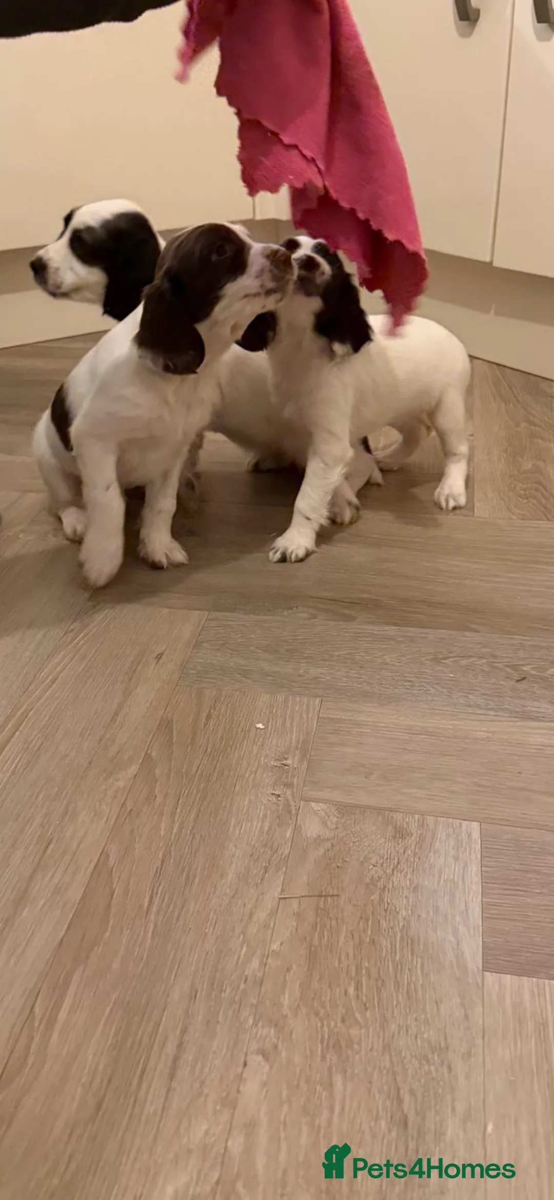 English Springer Spaniel dogs for sale: English Springer Spaniel puppies  - Advert 9