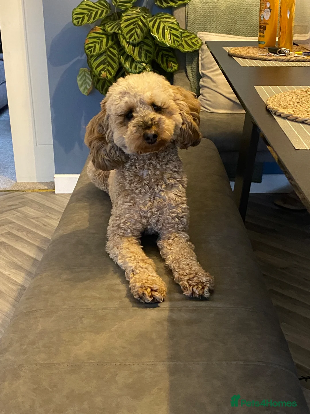 Cockapoo dogs for sale: 2 cockapoos to go together  - Advert 2