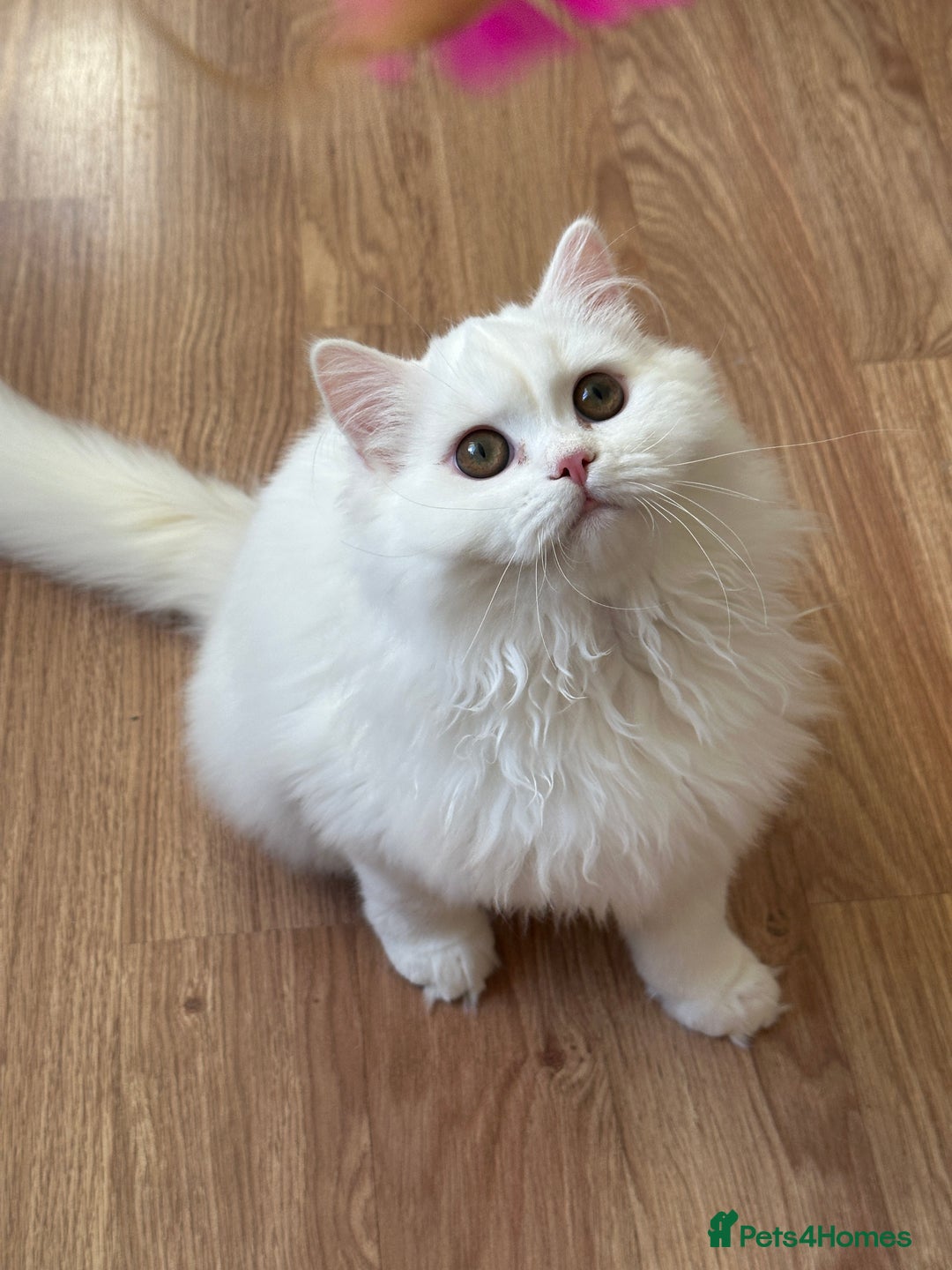 British Shorthair cats for sale: Gorgeous British Longhair & Shorthair Kittens - Advert 20