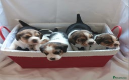 Beagle dogs for sale: Beautiful puppies Available - Image 11