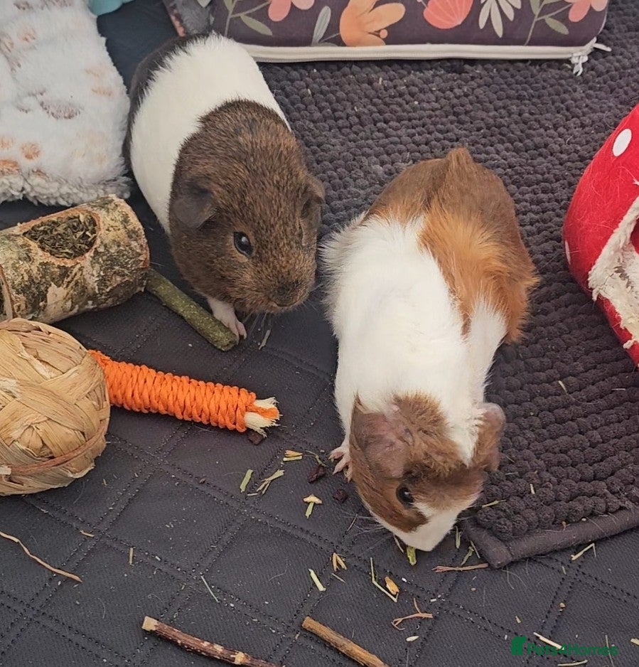 Guinea Pig rodents Two baby sows with cage & accessories  - Advert 1