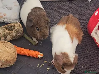 Guinea Pig rodents Two baby sows with cage & accessories - Advert 1