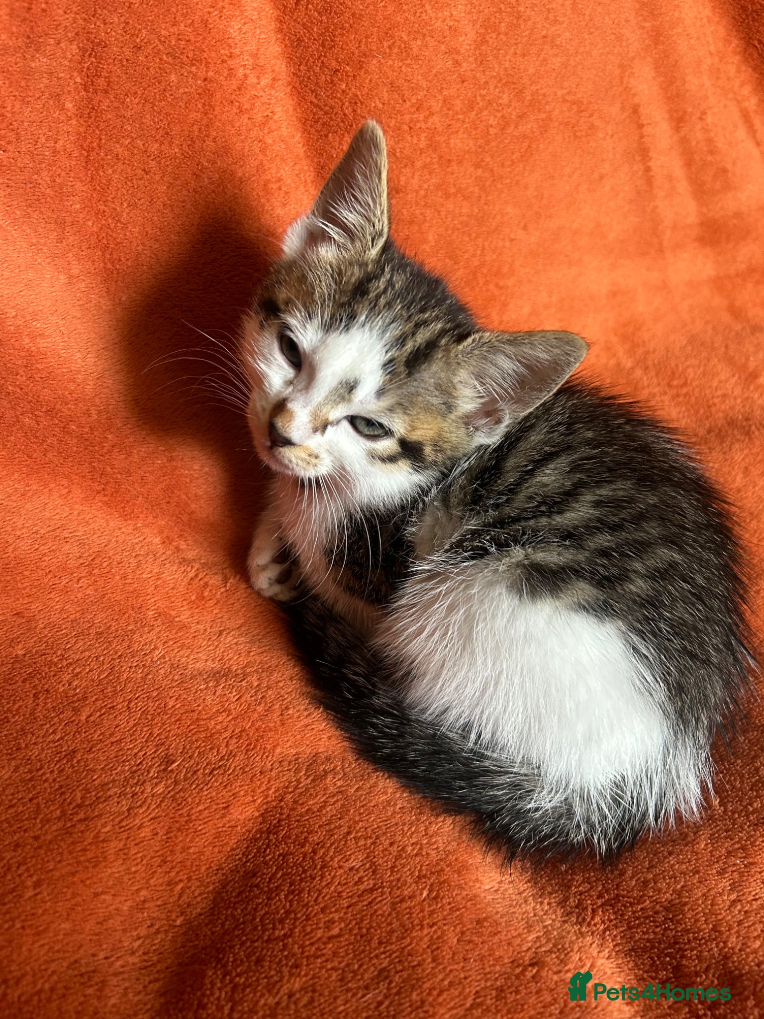 Mixed Breed cats for sale: Mixed Breed Kittens  - Advert 7