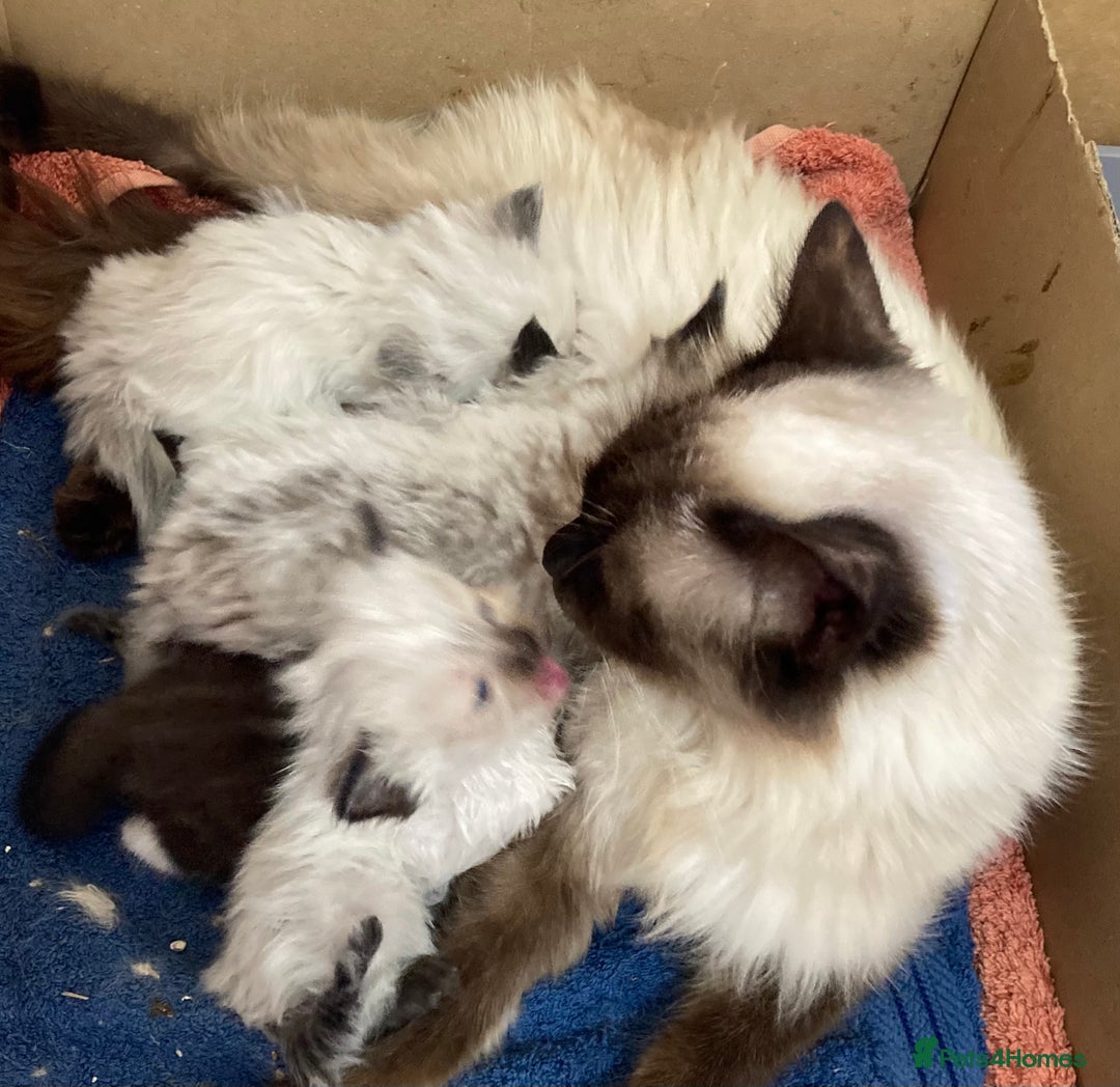 Ragdoll cats for sale: Lovely Kittens - Image 8