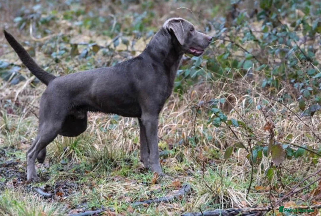 Labrador Retriever dogs for stud: Mac - UK’s Most prolific Silver Labrador Stud - Advert 6