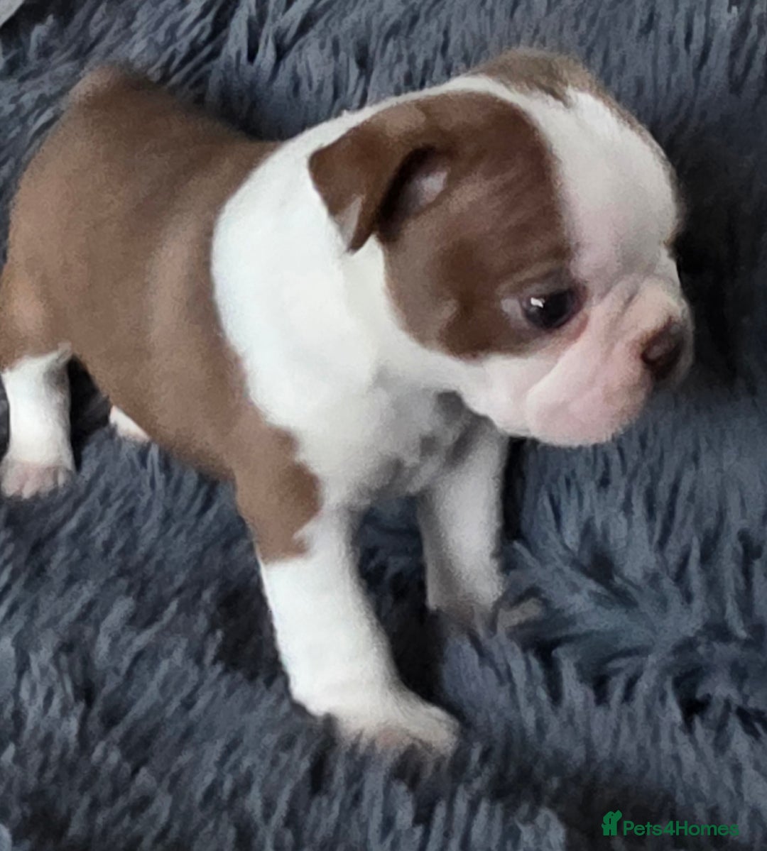 Boston Terrier dogs for sale: Stunning KC Reg Boston Terrier last girl left - Advert 23