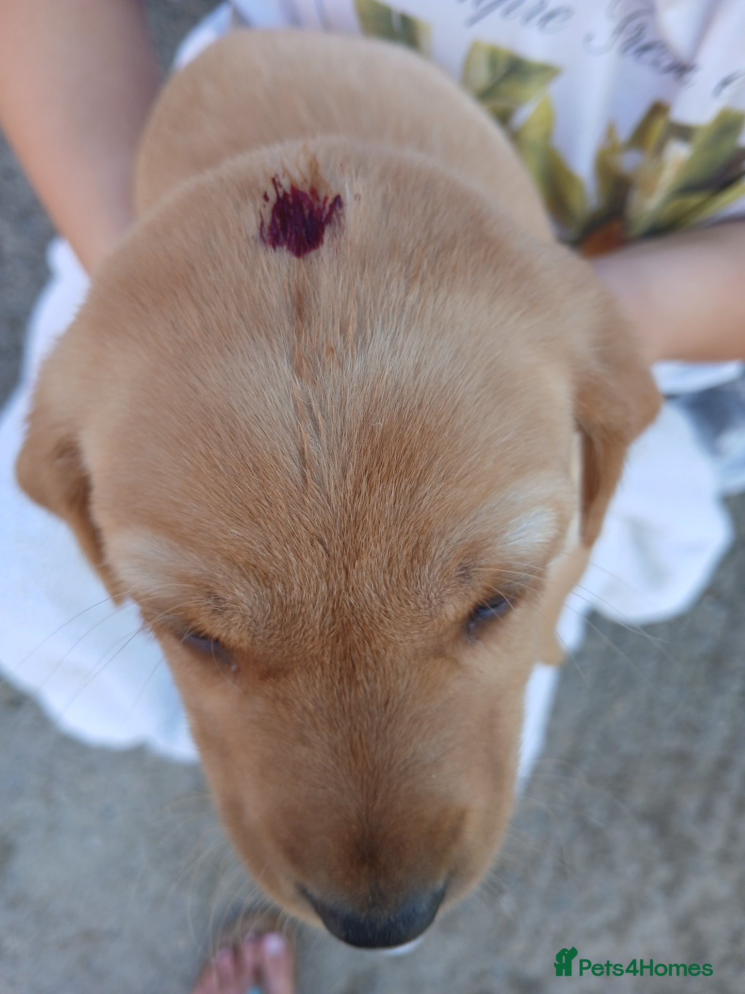 Labrador Retriever dogs for sale: Fabulous litter of golden and fox red lab puppies. - Advert 8