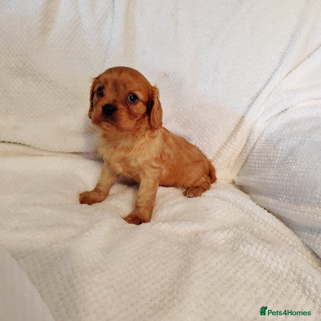 Cavalier King Charles Spaniel dogs for sale: Solid ruby and blem cavalier puppies - Advert 8