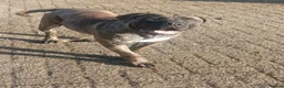 Boerboel dogs for sale: Beautiful female Boerboel for sale  - Advert 7