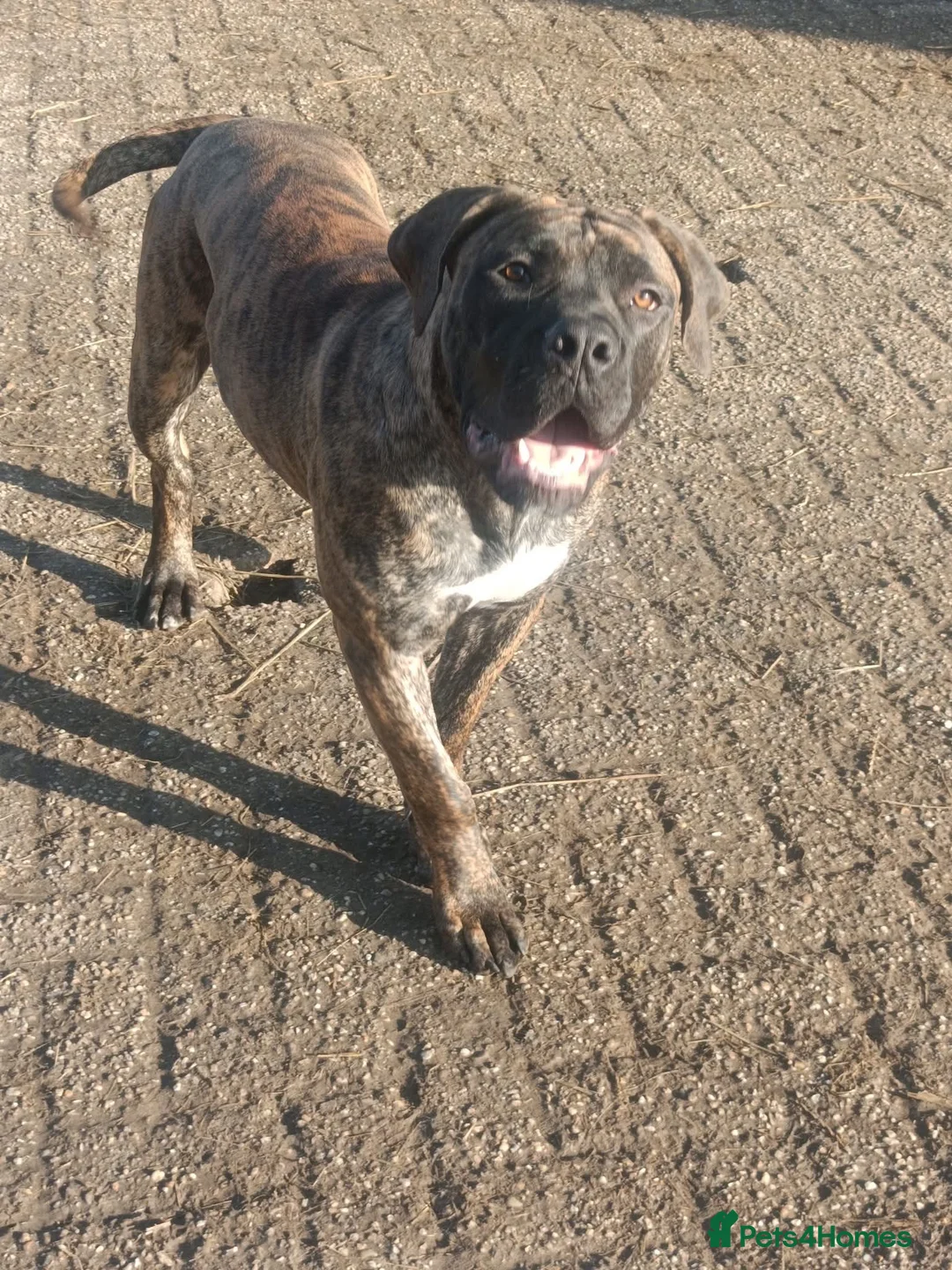 Boerboel dogs for sale: Beautiful female Boerboel for sale  - Advert 7