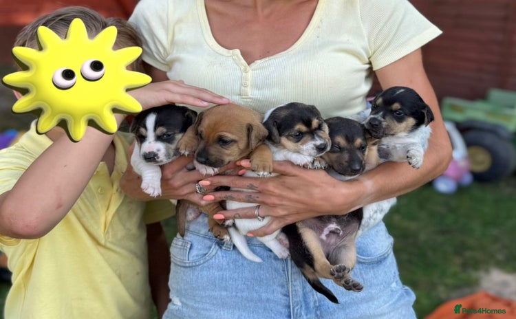 Jack Russell dogs - Advert 4