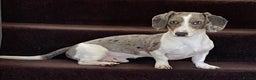 Miniature Dachshund dogs for stud: BLUE DAPPLE PIEBALD STUD CARRYING LONG HAIR CHOCO in Liverpool - Advert 6
