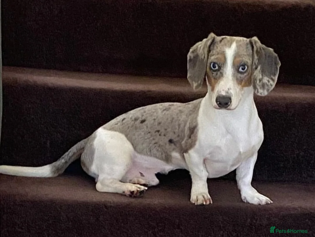 Miniature Dachshund dogs for stud: BLUE DAPPLE PIEBALD STUD CARRYING LONG HAIR CHOCO in Liverpool - Advert 6