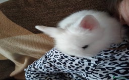 Lionhead rabbits for sale: Teddy lionheads  - Image 3