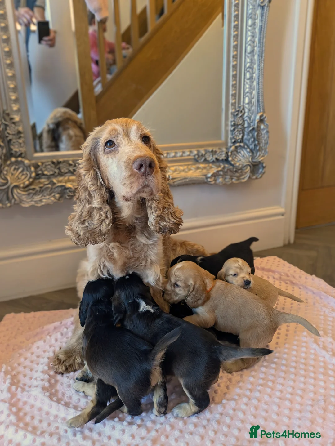 Cocker Spaniel dogs for sale: Stunning KC show cocker puppies PRA FN tested - Advert 1
