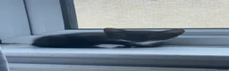 Domestic Shorthair cats for sale: 2 Male kittens - Advert 2