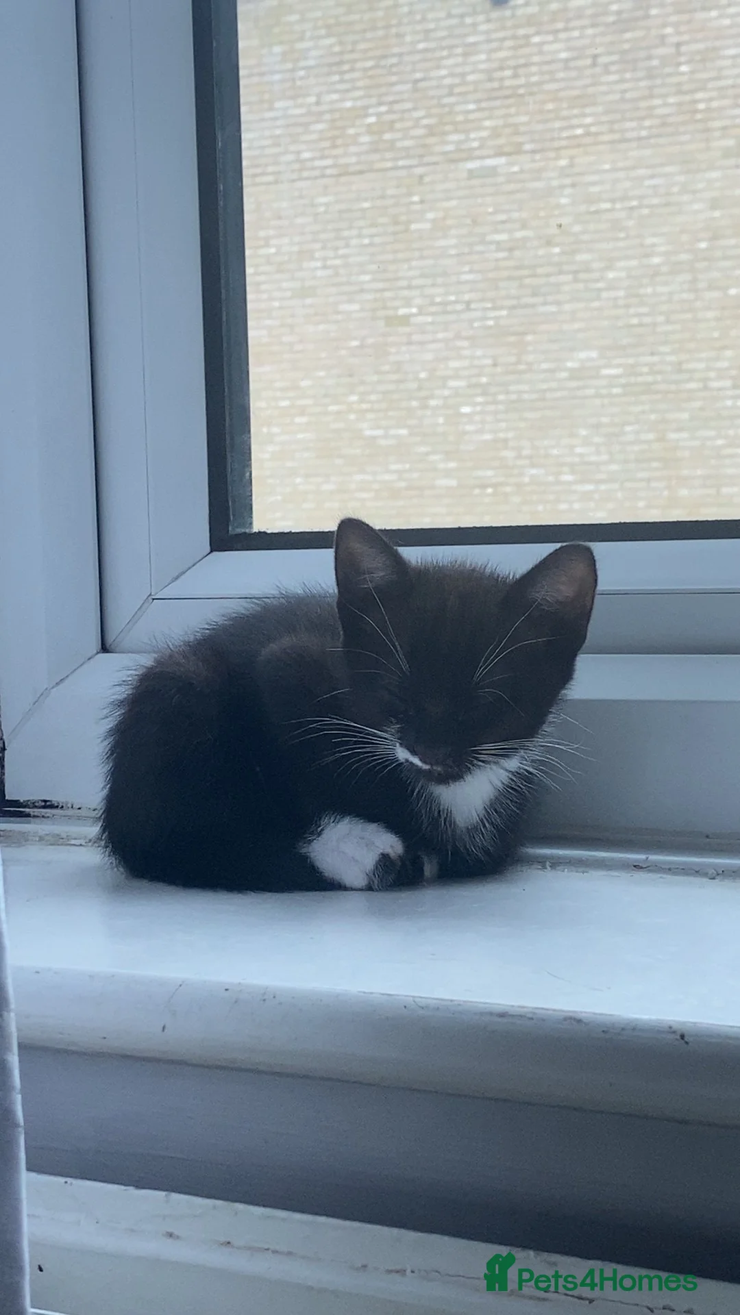 Domestic Shorthair cats for sale: 2 Male kittens - Advert 2