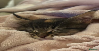 Maine Coon cats Stunning, super happy Mainecoon kittens x4 - Advert 10