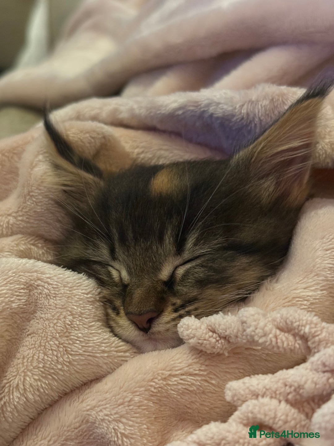 Maine Coon cats for sale: Stunning, super happy Mainecoon kittens x4 - Advert 2