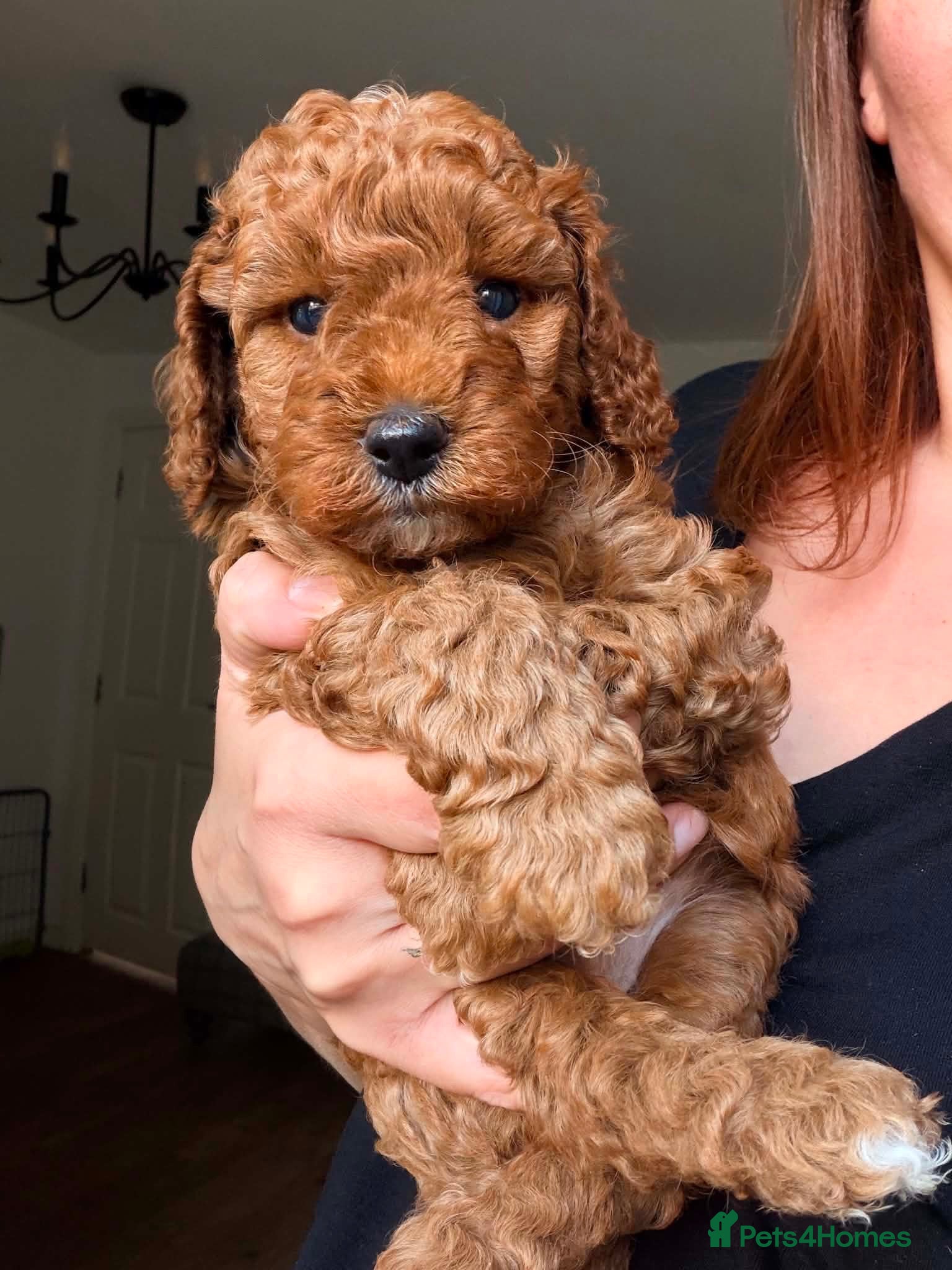 Miniature Poodle dogs Kc gorgeous red mini Poodle 5 gen pedigree  - Advert 9
