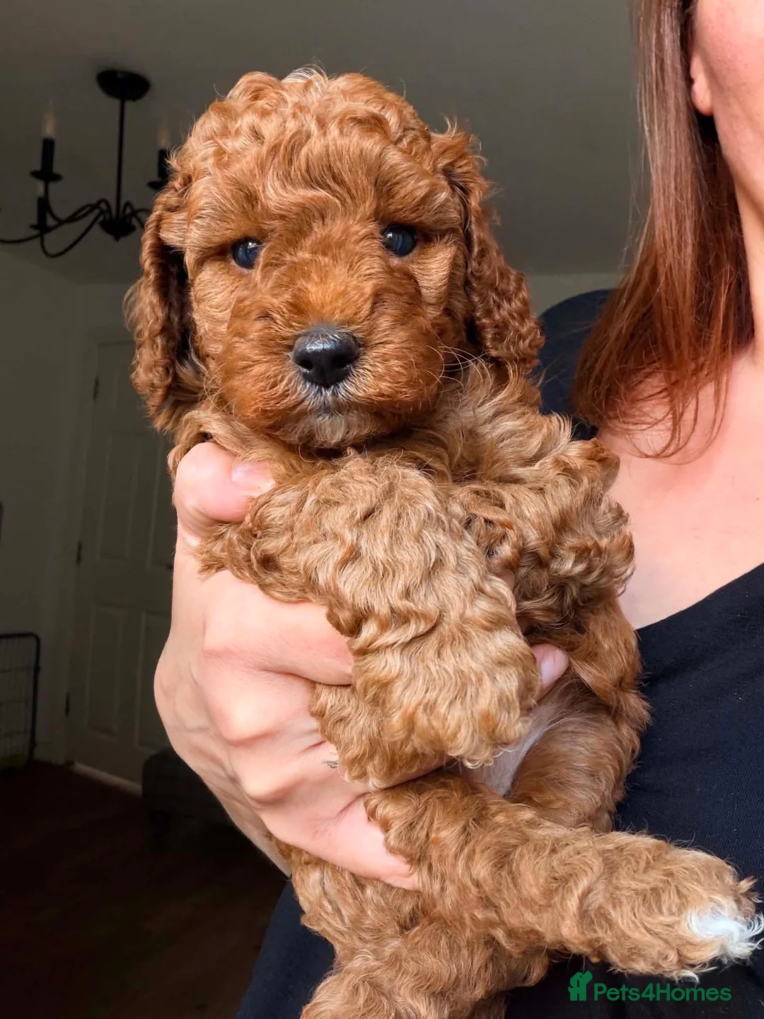 Miniature Poodle dogs for sale: Kc gorgeous red mini Poodle 5 gen pedigree  - Advert 1