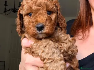 Miniature Poodle dogs Kc gorgeous red mini Poodle 5 gen pedigree - Advert 10