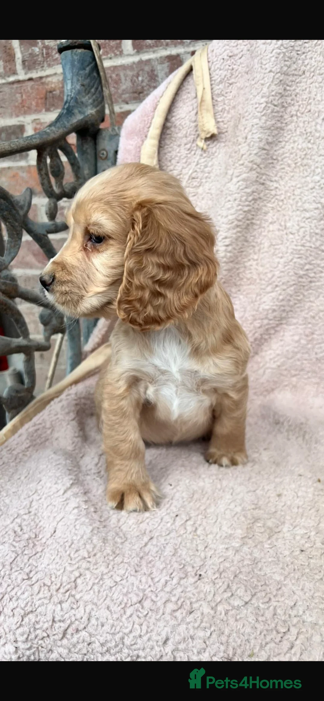 Cocker Spaniel dogs for sale: Kc registered cocker spaniels puppies for sale - Advert 25
