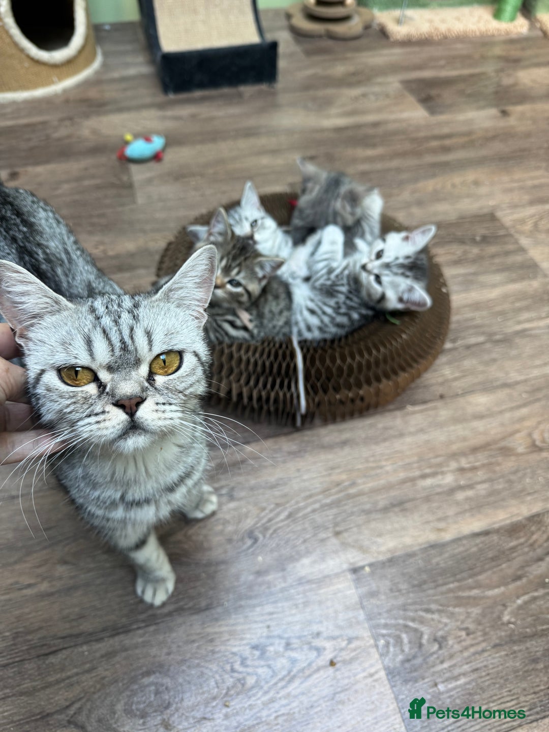 British Shorthair cats for sale: British blue / Scottish striaght kittens  - Image 15