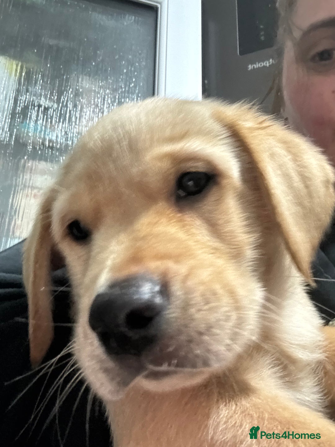 Labrador Retriever dogs for sale: 9 week old Labrador Puppies, - Advert 7