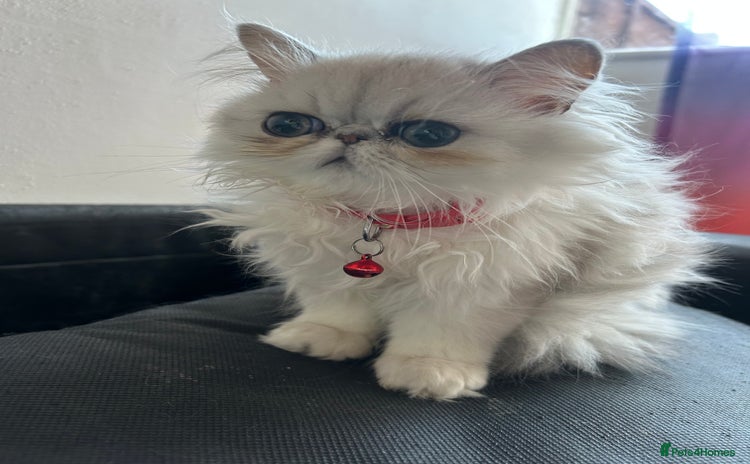 Persian cats - Advert 15