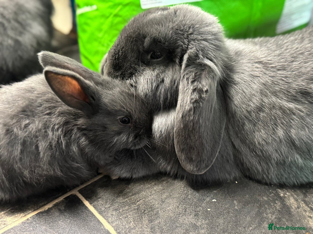 Dwarf Lop rabbits for sale: VERY Friendly lop rabbits - ready now!!  - Image 9