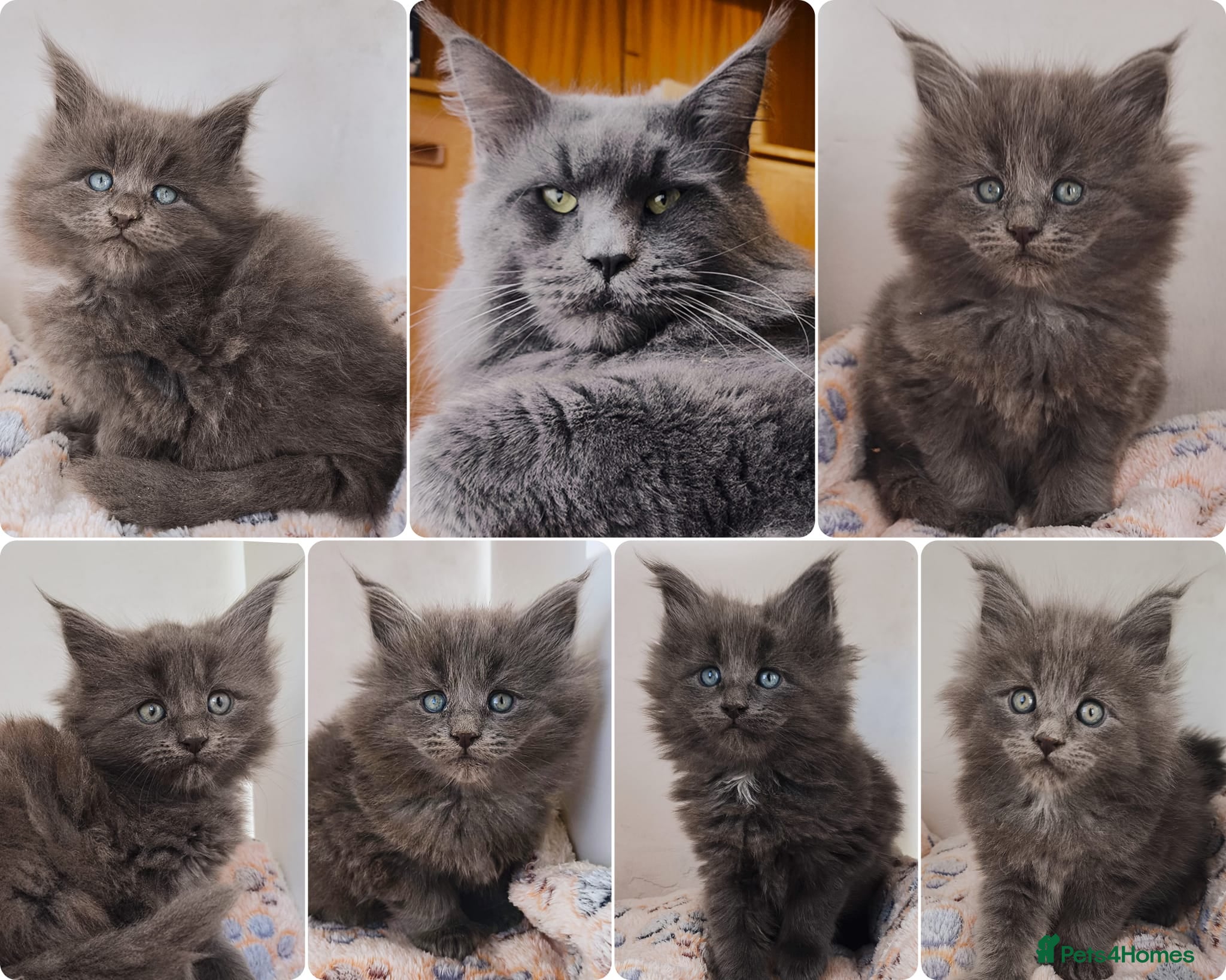 Maine Coon cats Blue Maine coon kittens + DNA health tested  - Advert 2