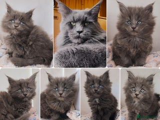 Maine Coon cats Blue Maine coon kittens + DNA health tested - Advert 2
